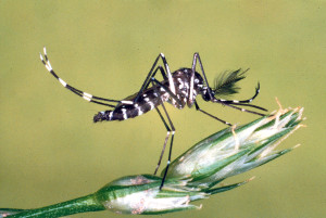 Aedes albopictus maschio