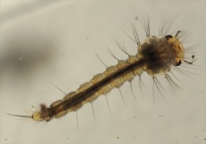 Larva di Culex - Julien Pellet