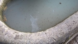 vasca con larve zanzara