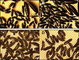 Aedes eggs 2