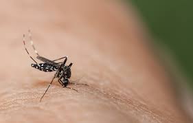 Aedes feeding