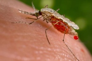 Anopheles feeding