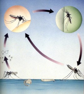 Ciclo vitale zanzare