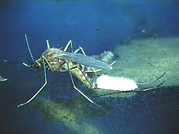 culex laying eggs