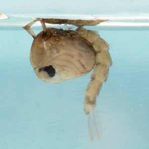 culex_pipiens_mosquito_pupa