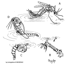 mosquito larval cycle