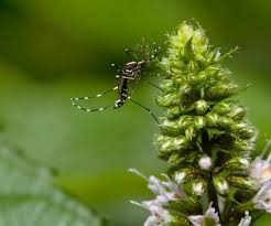 plant feeding albopictus