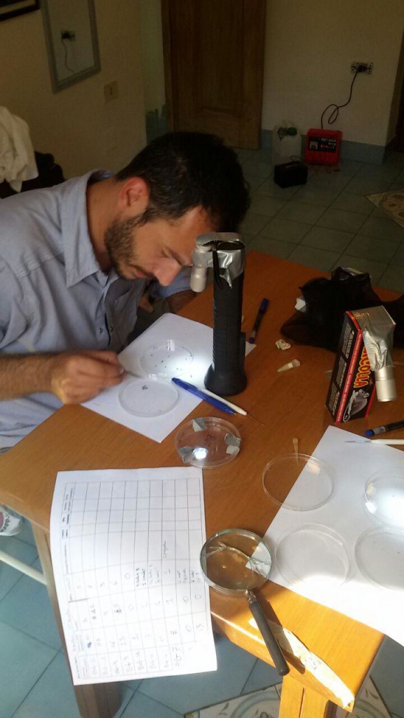Indentificazione al microscopio delle zanzare